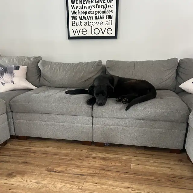 9month fixed female to rehome