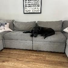 9month fixed female to rehome