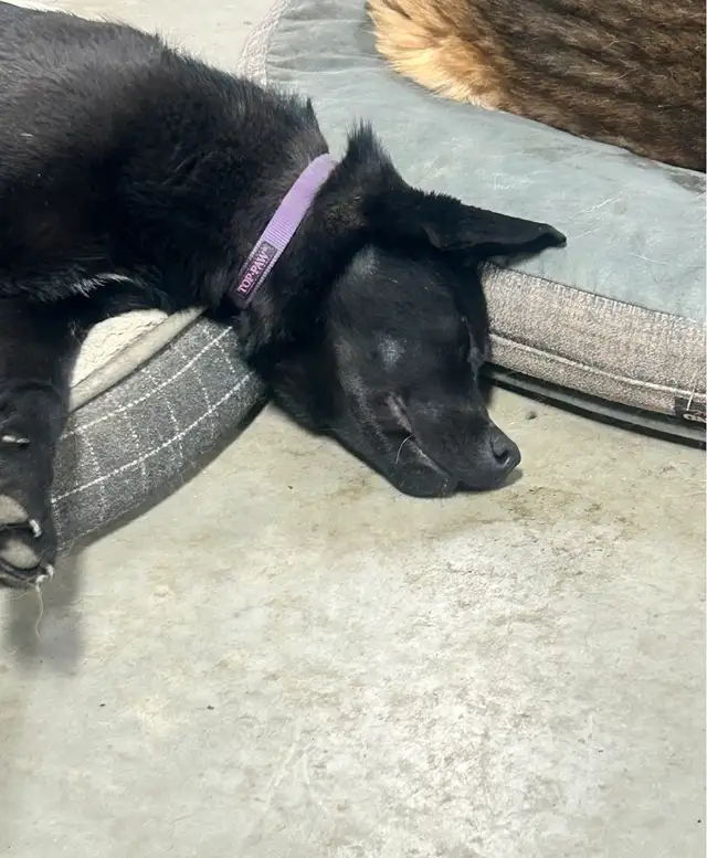 9month fixed female to rehome - Photo 2