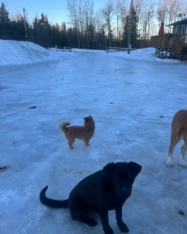 9month fixed female to rehome - Photo 3