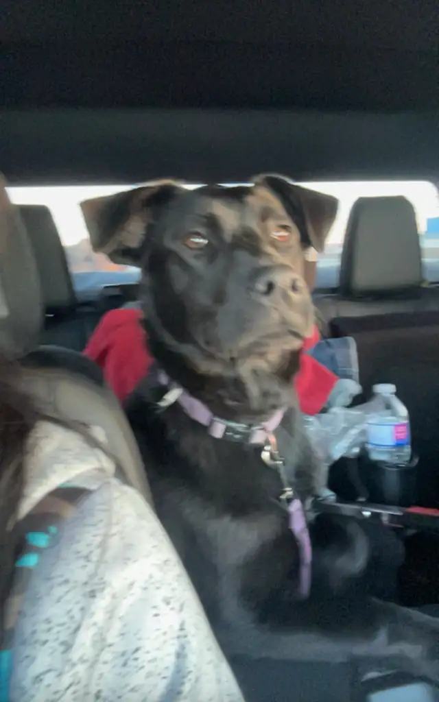 9month fixed female to rehome - Photo 4