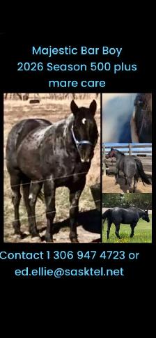 MAJESTIC BAR BOY  AQHA. Standing at Stud $500 & mare care