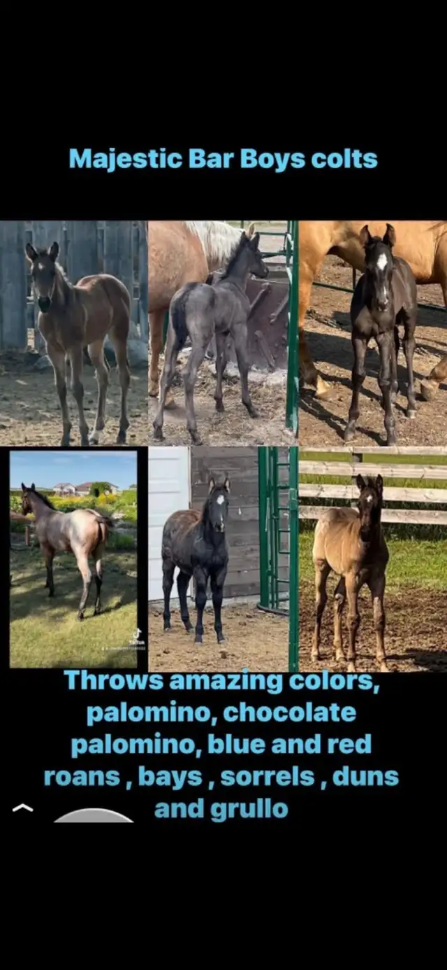 MAJESTIC BAR BOY  AQHA. Standing at Stud $500 & mare care - Photo 2