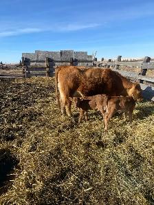 Baby Beef Calf