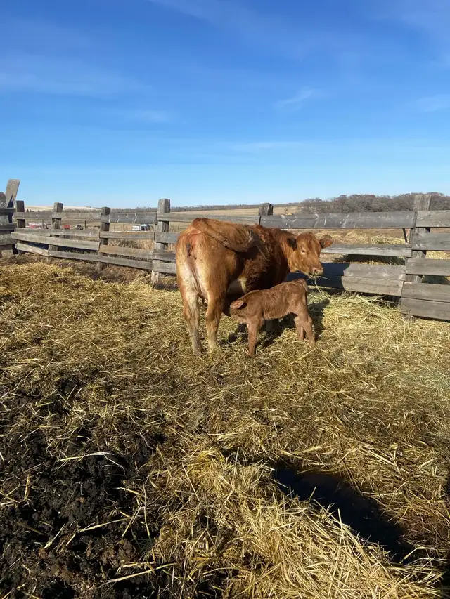 Baby Beef Calf - Photo 2