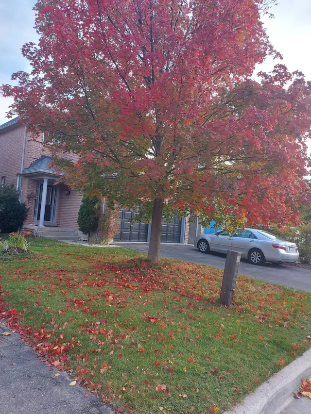 2 plus Den Legal Basement Apartment for Rent - Photo 11