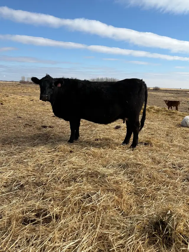 Cow / Calf Pair - Photo 2