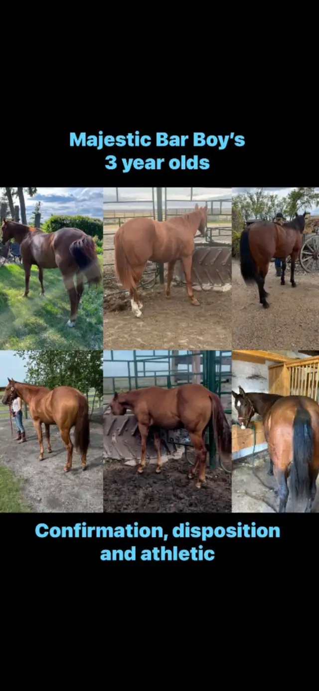 MAJESTIC BAR BOY    AQHA standing at stud plus mare care - Photo 3