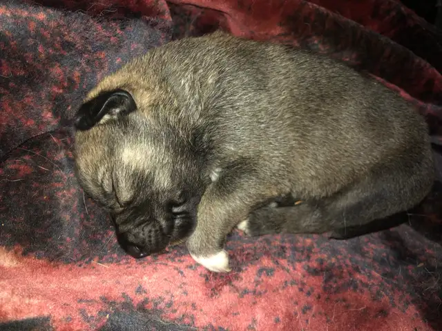 German Shepard Grand Paranese Kangel Mix Pups - Photo 3