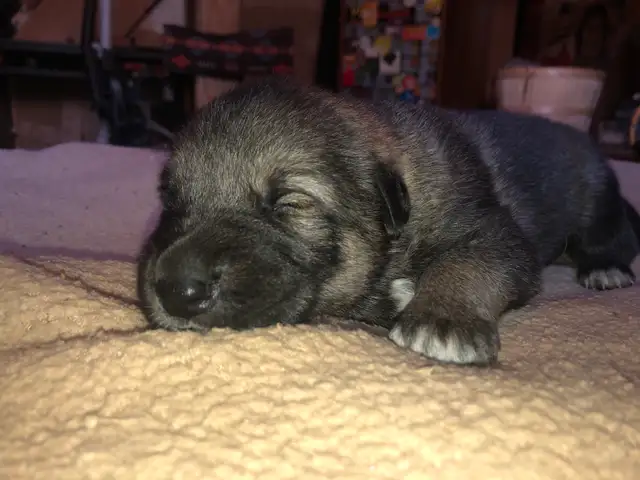 German Shepard Grand Paranese Kangel Mix Pups - Photo 4