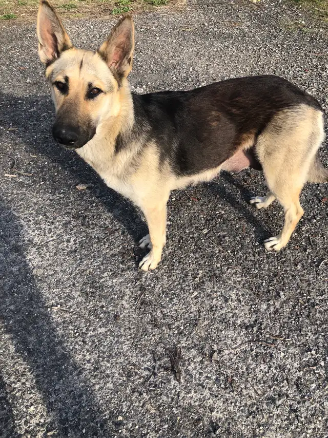 German Shepard Grand Paranese Kangel Mix Pups - Photo 5