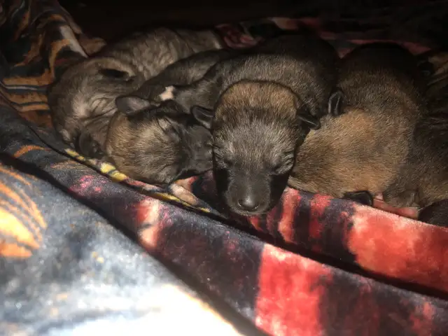 German Shepard Grand Paranese Kangel Mix