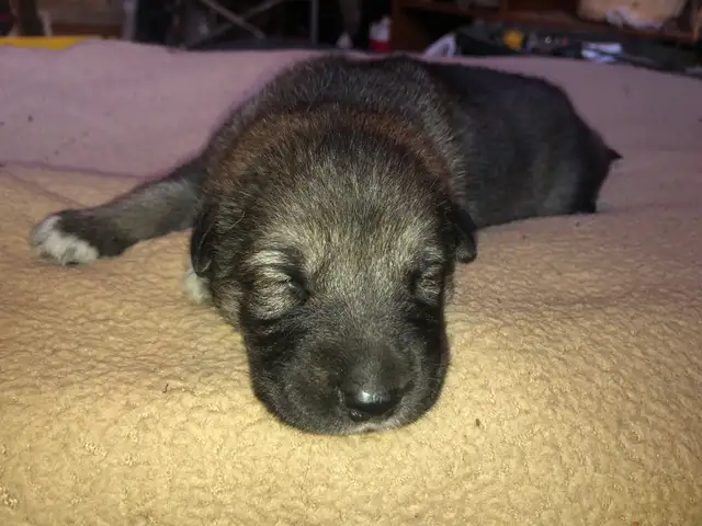 German Shepard Grand Paranese Kangel Mix - Photo 2