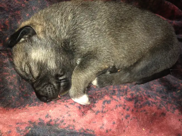 German Shepard Grand Paranese Kangel Mix - Photo 4