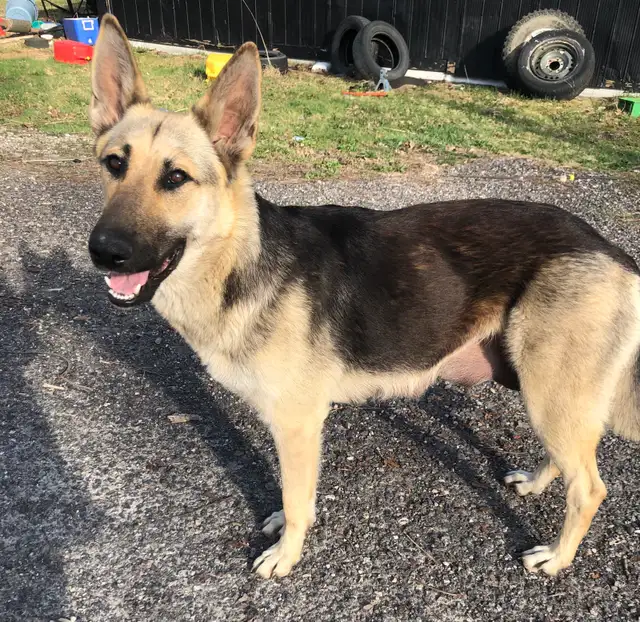 German Shepard Grand Paranese Kangel Mix - Photo 6