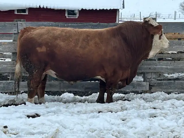 4yr old Fleckvieh Simmental Bull