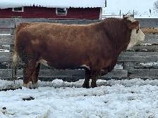 4yr old Fleckvieh Simmental Bull