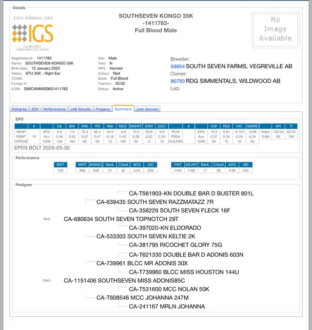 4yr old Fleckvieh Simmental Bull - Photo 2