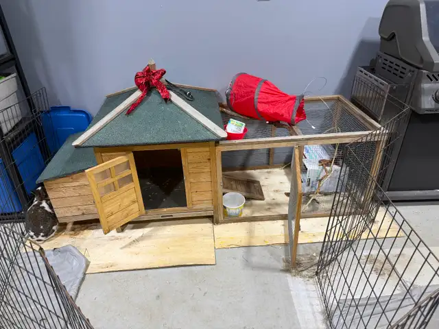 Rabbit for sale includes complete pen  enclosure