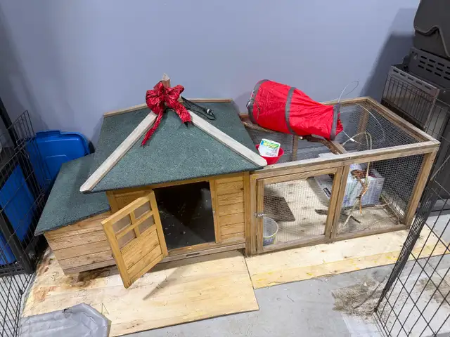 Rabbit for sale includes complete pen  enclosure - Photo 3