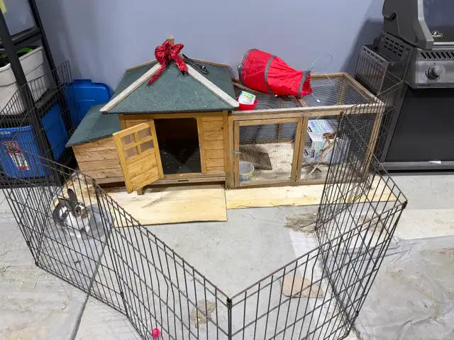 Rabbit for sale includes complete pen  enclosure - Photo 4