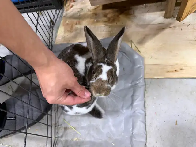 Rabbit for sale includes complete pen  enclosure - Photo 5