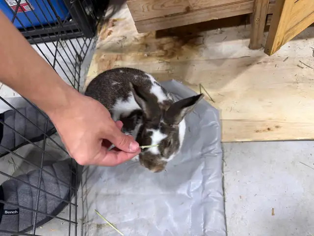 Rabbit for sale includes complete pen  enclosure - Photo 6