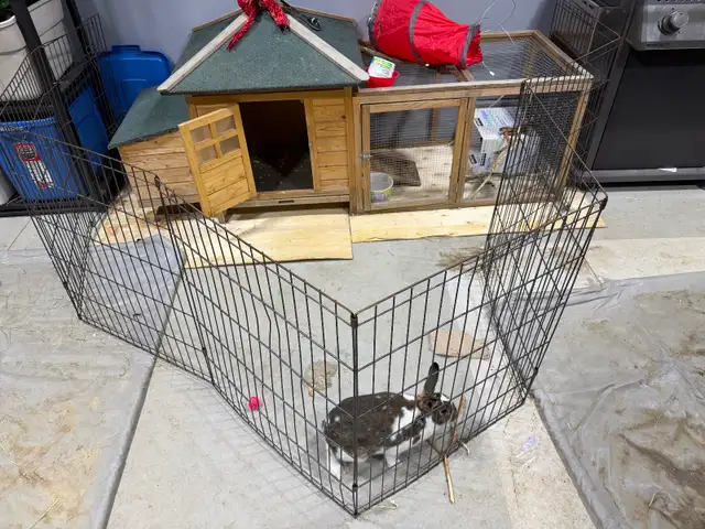 Rabbit for sale includes complete pen  enclosure - Photo 7