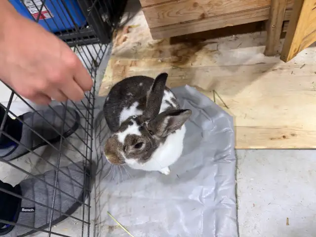 Rabbit for sale includes complete pen  enclosure - Photo 8