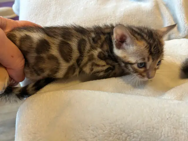 BENGAL KITTENS