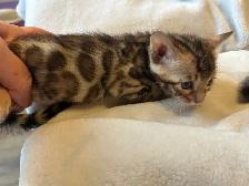 BENGAL KITTENS
