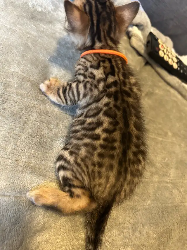 BENGAL KITTENS - Photo 2