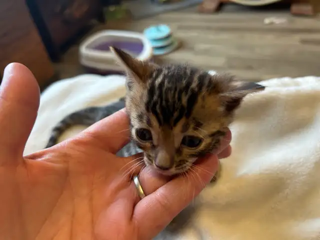 BENGAL KITTENS - Photo 3