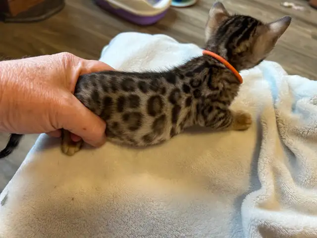 BENGAL KITTENS - Photo 4