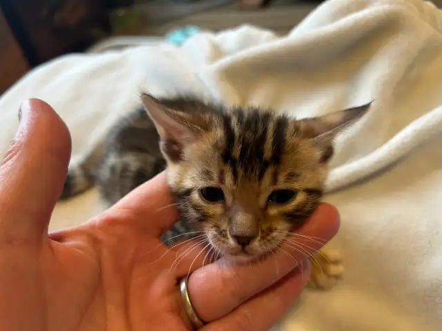 BENGAL KITTENS - Photo 5