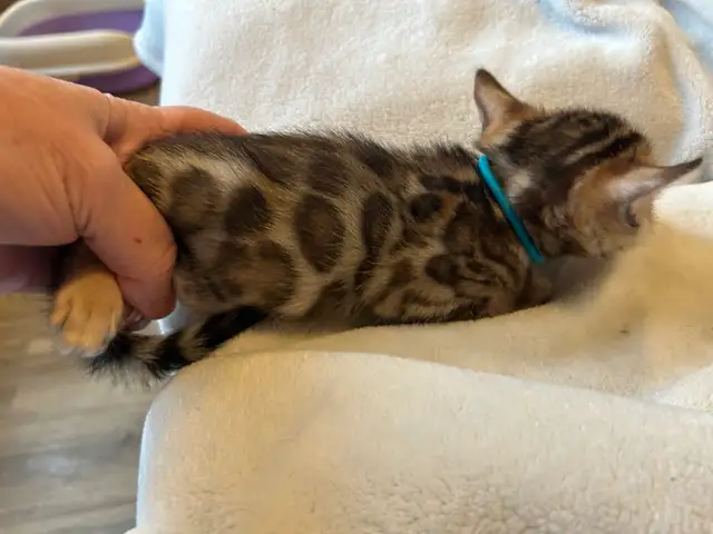 BENGAL KITTENS - Photo 6