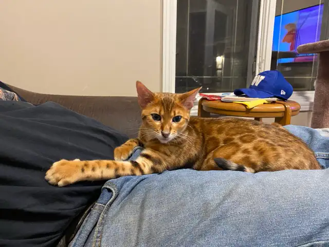 BENGAL KITTENS - Photo 7