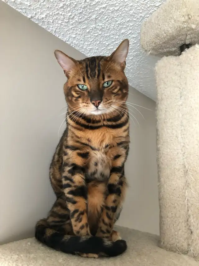 BENGAL KITTENS - Photo 8