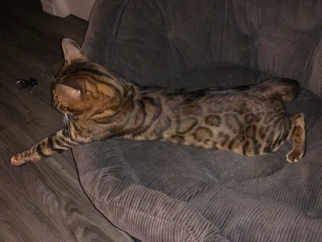 BENGAL KITTENS - Photo 9