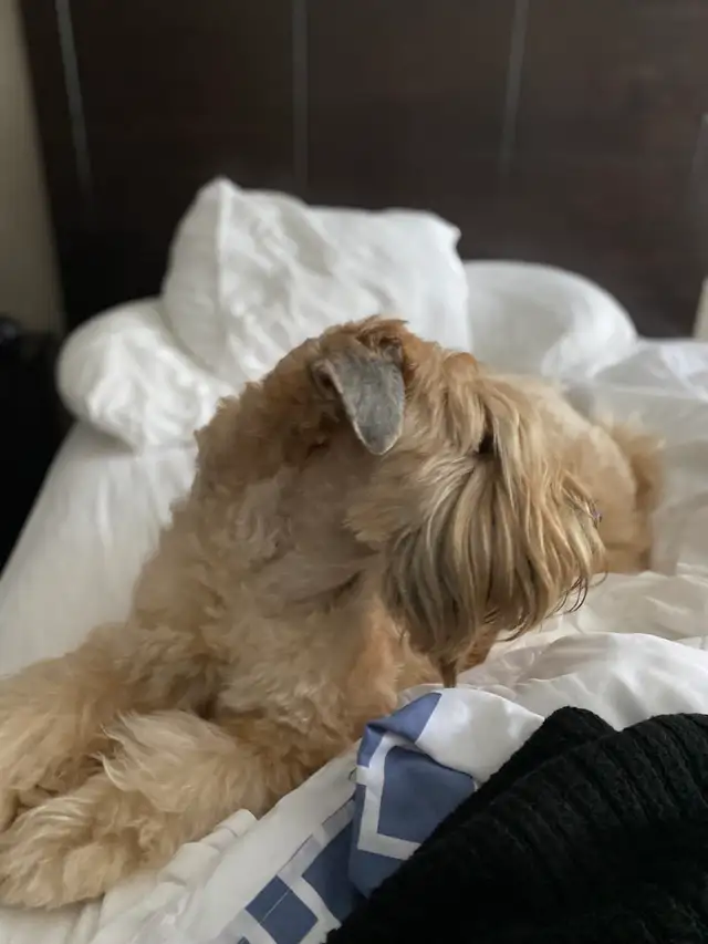 Wheaten Terrier Puppies