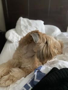 Wheaten Terrier Puppies