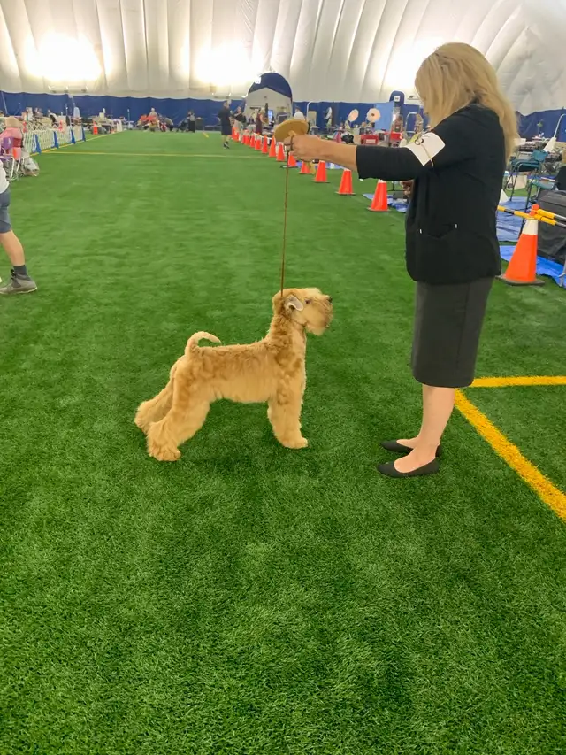 Wheaten Terrier Puppies - Photo 2