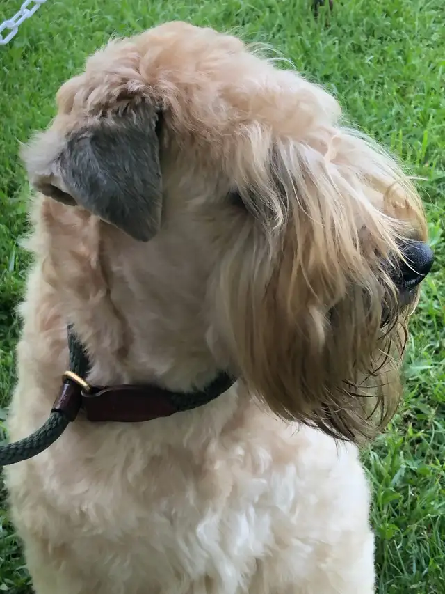 Wheaten Terrier Puppies - Photo 3