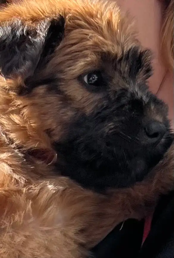 Wheaten Terrier Puppies - Photo 4