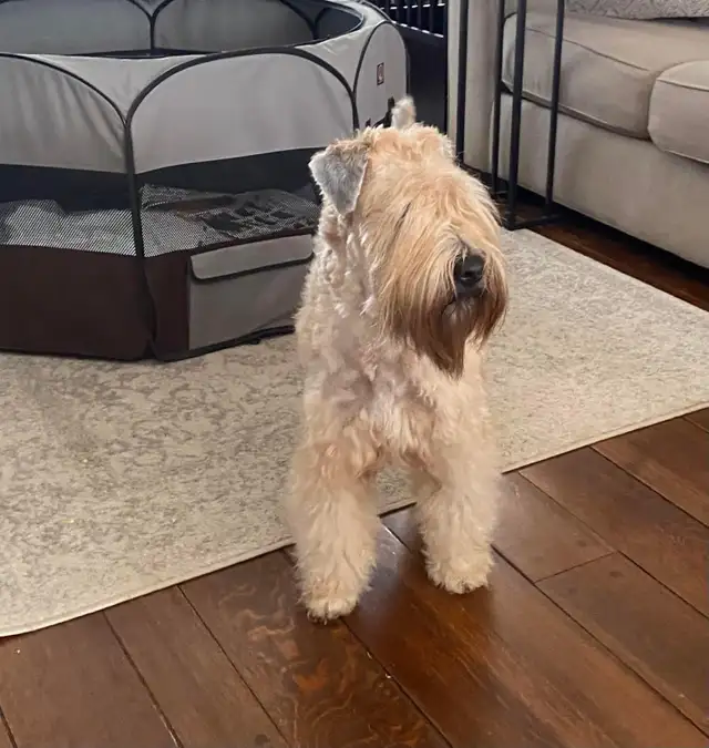 Wheaten Terrier Puppies - Photo 6