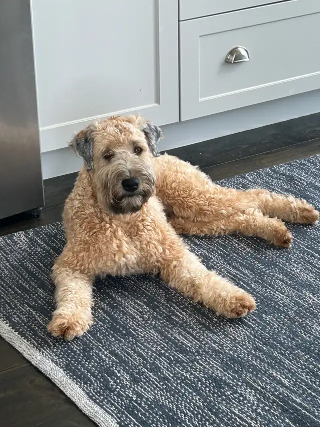Wheaten Terrier Puppies - Photo 7