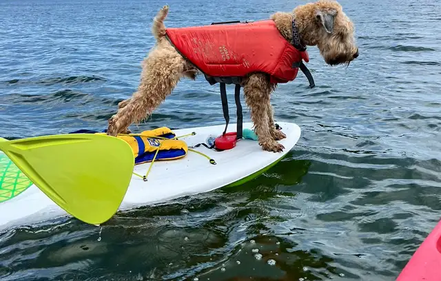 Wheaten Terrier Puppies - Photo 8