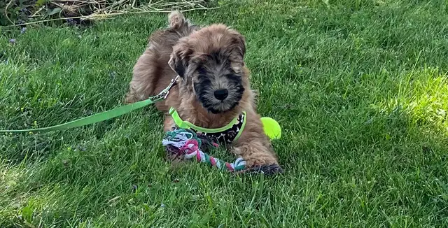 Wheaten Terrier Puppies - Photo 9