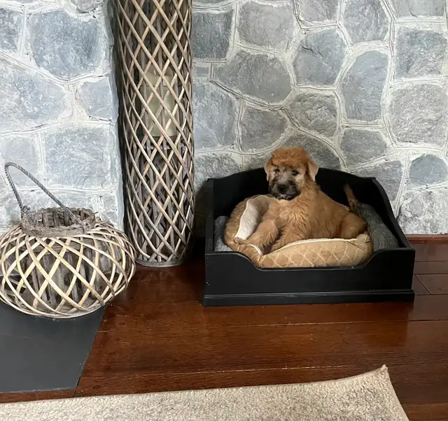 Wheaten Terrier Puppies - Photo 10