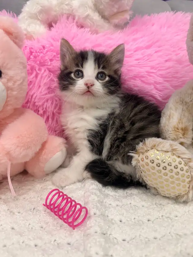 ❤️ Bengal /Siberian kittens ❤️(437) 292-1163